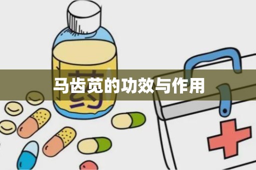 马齿苋的功效与作用