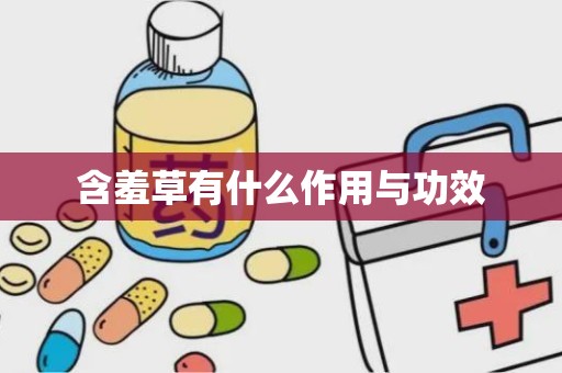 含羞草有什么作用与功效