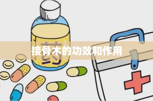 接骨木的功效和作用