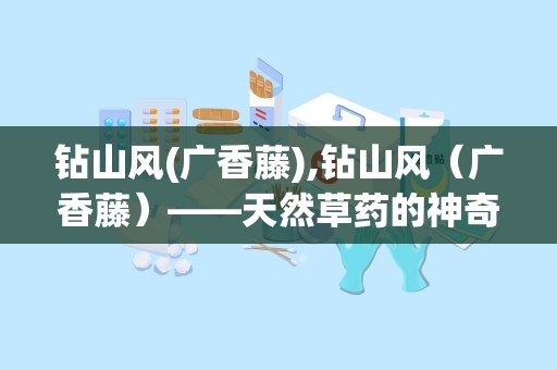 钻山风(广香藤),钻山风（广香藤）——天然草药的神奇功效与使用指南