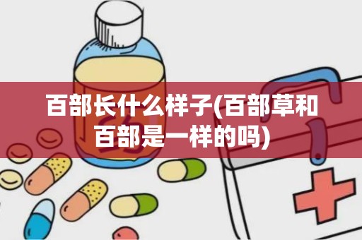 百部长什么样子(百部草和百部是一样的吗)