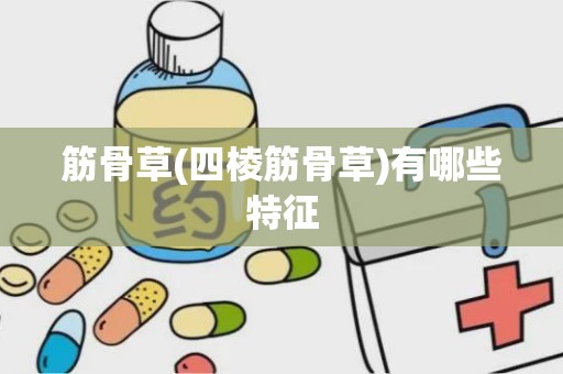 筋骨草(四棱筋骨草)有哪些特征