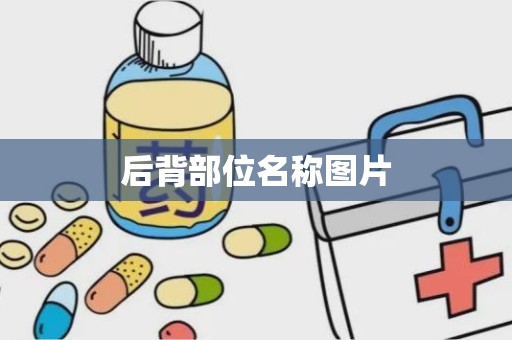 后背部位名称图片