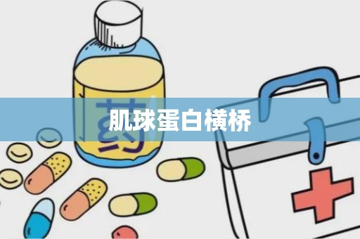 肌球蛋白横桥