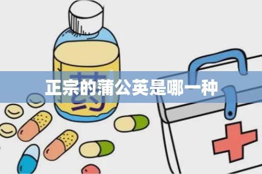 正宗的蒲公英是哪一种