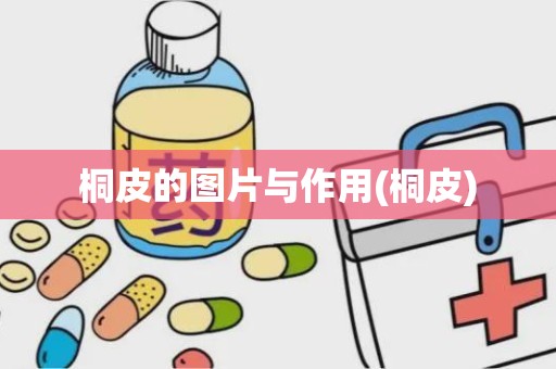 桐皮的图片与作用(桐皮)